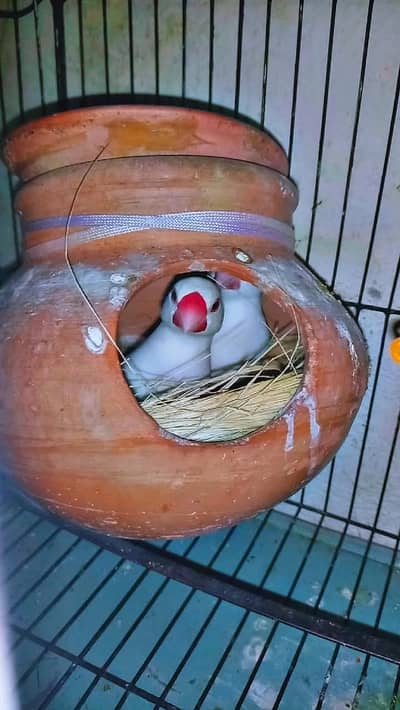 White java breader finch