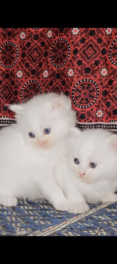 Persian Cat kittens