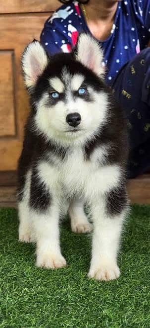 Siberian husky Dog My WhatsApp 03492207133 (@#5?