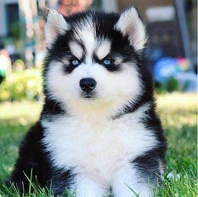 Siberian husky My WhatsApp 03492207133  d###5
