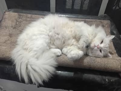 pure 3 core breeder male 100%