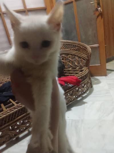 free free free whatsap number  . . 03367380331