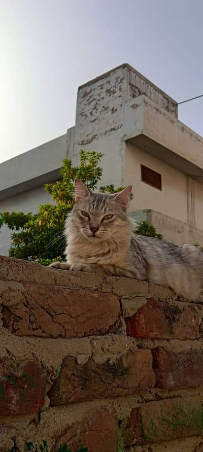 Persian cat for sell