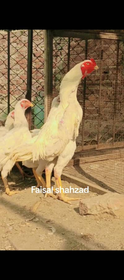 king white shamo eggs