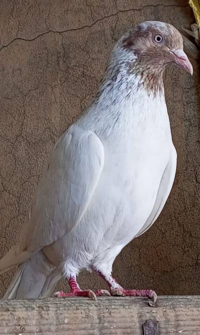 Pigeons available for sale only WhatsApp or contact no. 0308-5000940