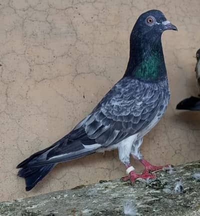 Pigeons available for sale only WhatsApp or contact no. 0308-5000940