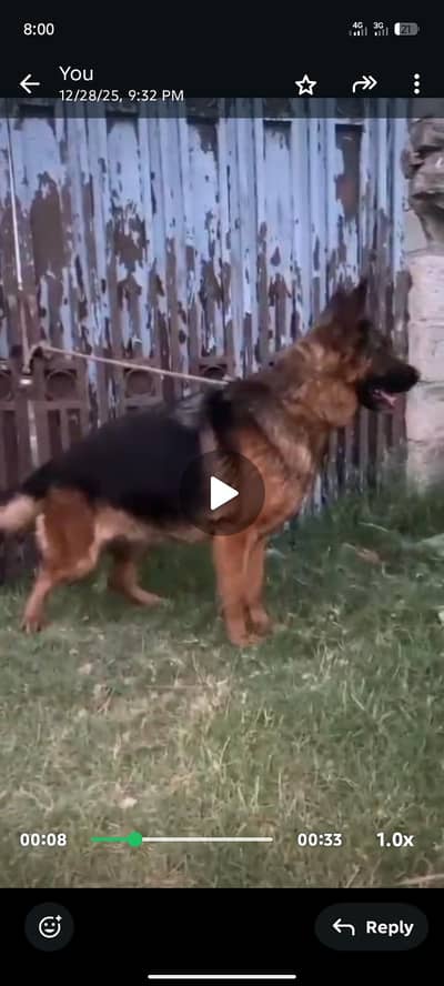 German shepherd female