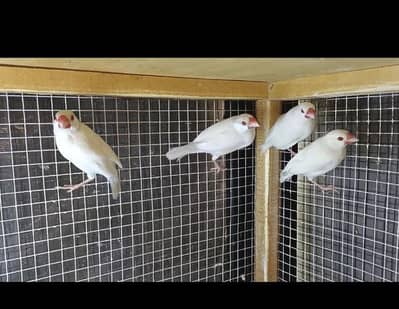 albino red eye java males. . . opal java red eye males. . .