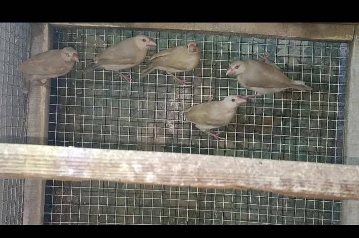 albino red eye java males. . . opal java red eye males. . . 1