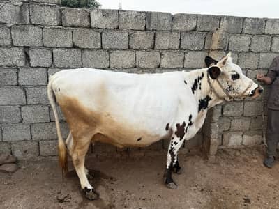 Milking cows available jersey / fresian