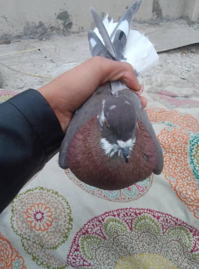 Healthy and active pigeon