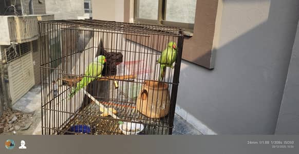 Pair male & female urgent for sale