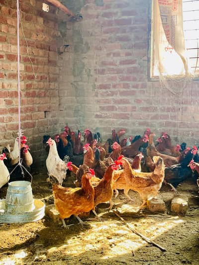 Egges Laying Hens, Fully Vaccinated, Healthy &Active