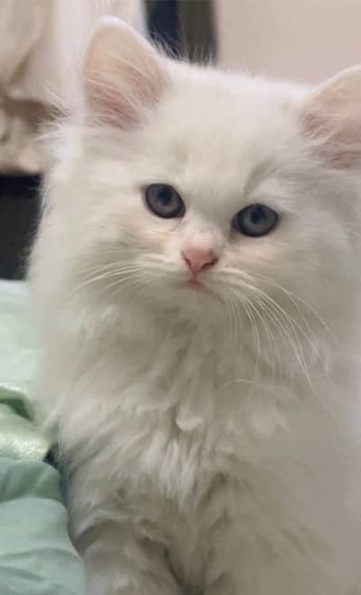 persian triple coated doll face