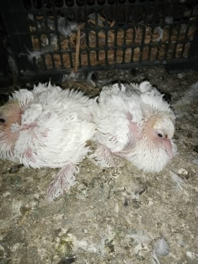 frilback pair wid 2 chiks