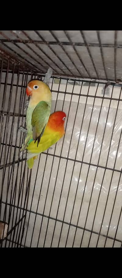 green oplin  pal fellow