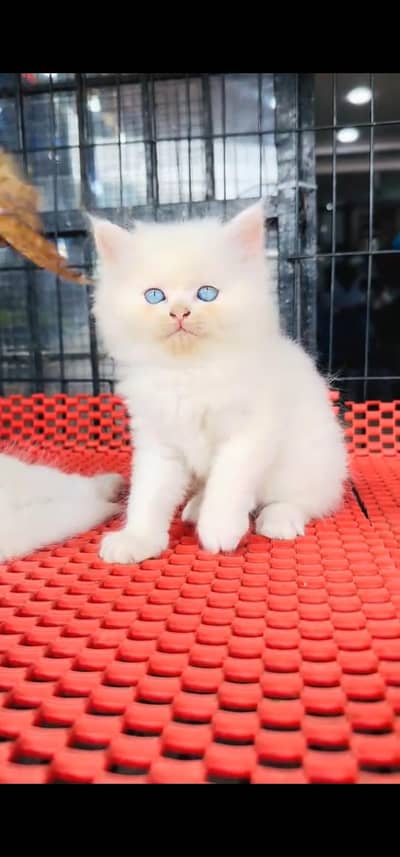Quality Persian Punch face cat & kitten is03062848895Whatsapp