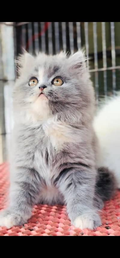 Quality Persian Punch face cat & kitten is03062848895Whatsapp