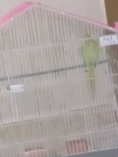 green parrot for sale with cage