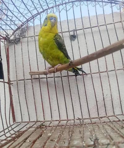 Budgie black wing