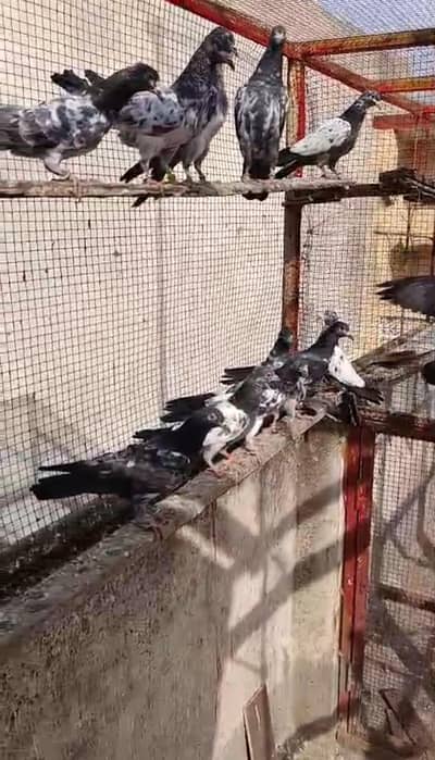 Parwwazi + Breeder bachay