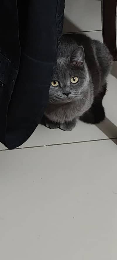 British shorthair