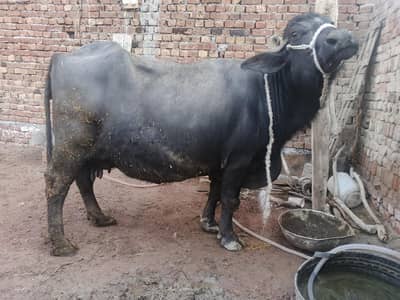 urgent sale sonay ma 2 say 3 din lay gi