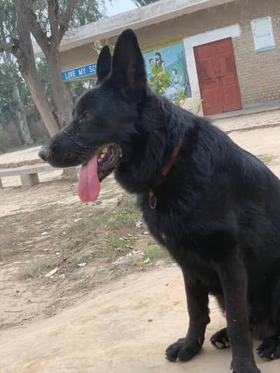 black german shepherd stock code