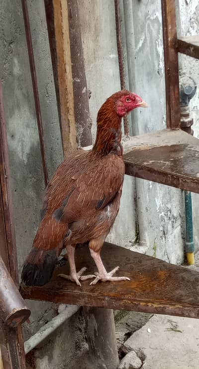 aseel hen murgi  03078071654