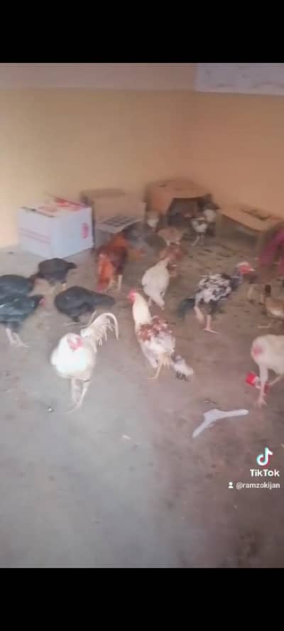 اصیل بہترین پورا سیٹ اپ