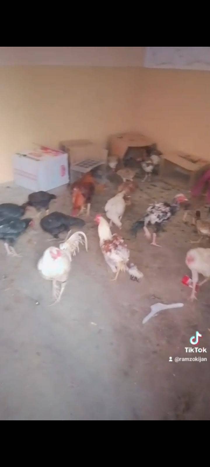 اصیل بہترین پورا سیٹ اپ 0