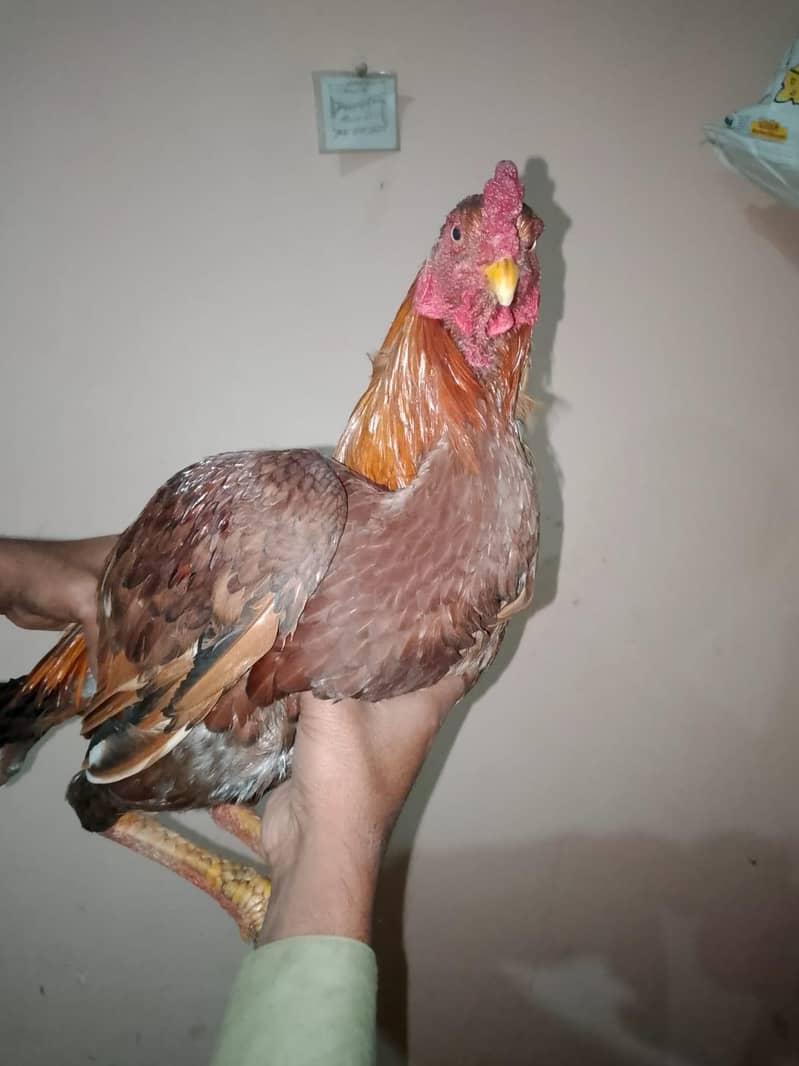 اصیل بہترین پورا سیٹ اپ 3