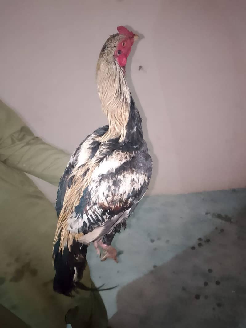 اصیل بہترین پورا سیٹ اپ 6