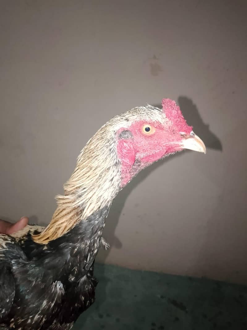 اصیل بہترین پورا سیٹ اپ 8