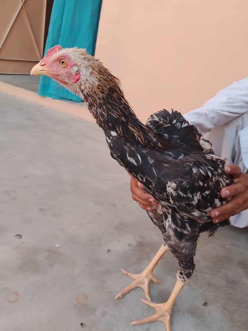 اصیل بہترین پورا سیٹ اپ 10