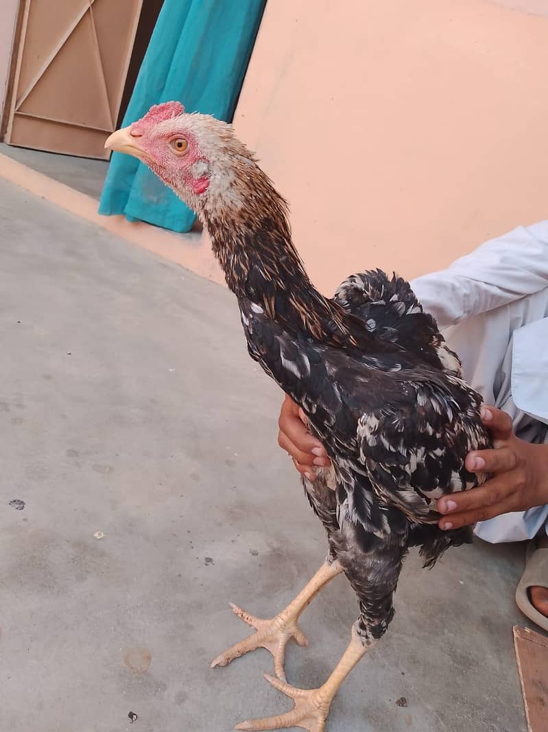 اصیل بہترین پورا سیٹ اپ 11