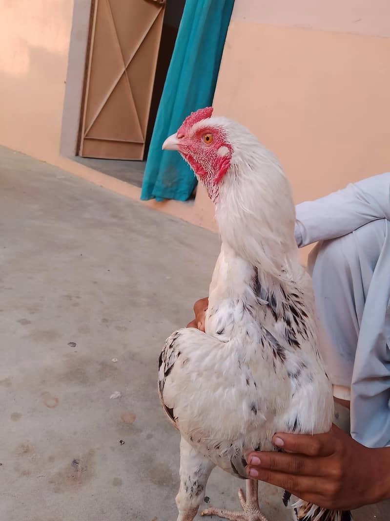 اصیل بہترین پورا سیٹ اپ 14