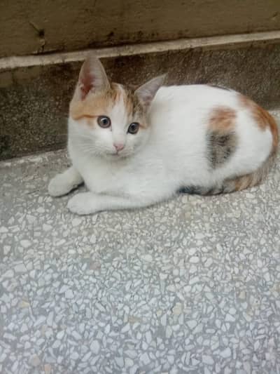 beautiful and very naughty with different eye colour cat