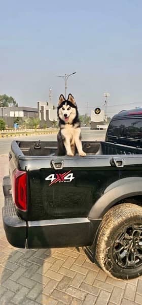 Siberian huskey ready for heat in few months