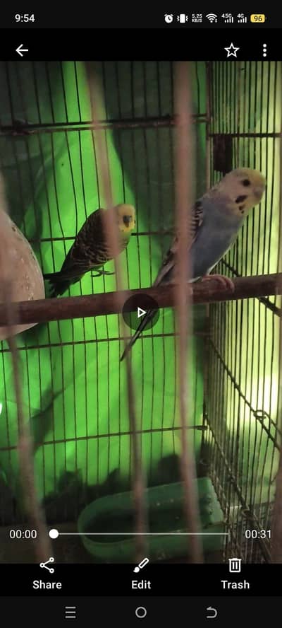 rainbow working budgies pair with 2 chiks