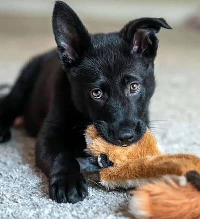 German shepherd puppy
