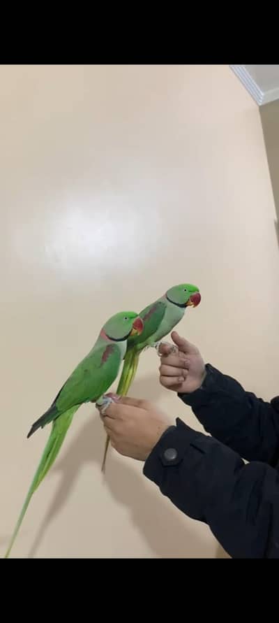 My parrot for sale l