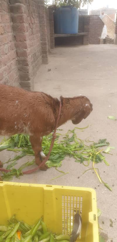 ٹیڈی لیلی فار سیل