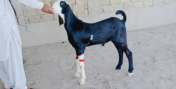 Bakra Urgent For Sale call __03147608930