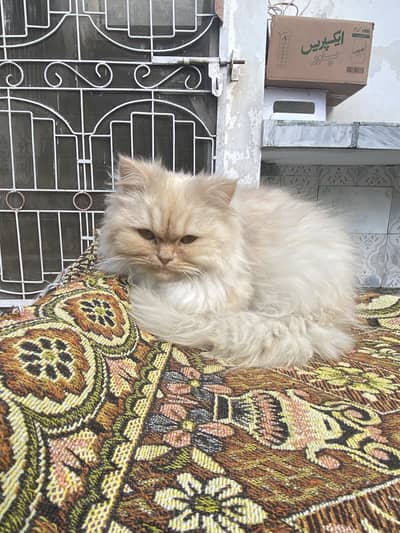 Cat for sale price 7000 final ho jay gi