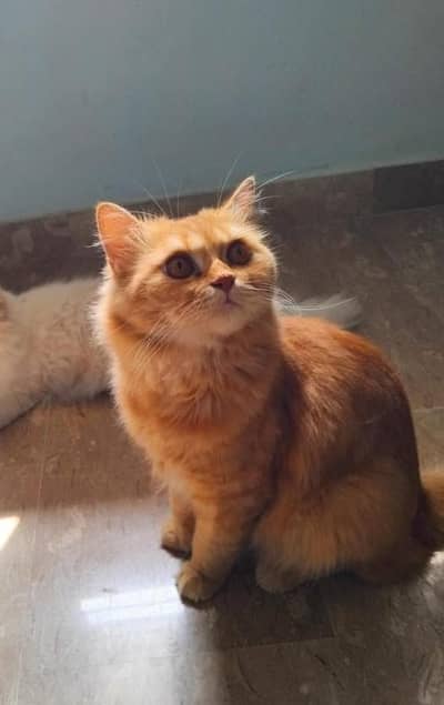 Persian Male Cat Urgent