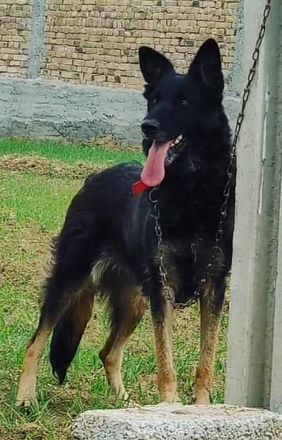 Belgium Shepard confirm breeder Female for sale