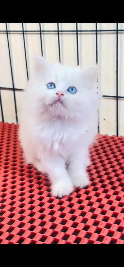 Quality Persian Punch face cat & kitten is03062848895Whatsapp