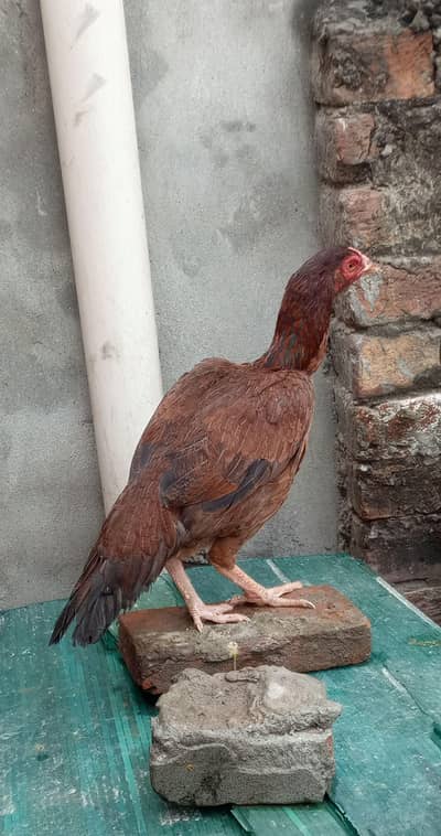 aseel hen murgi 03265847592