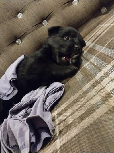 black shepherd triple coated